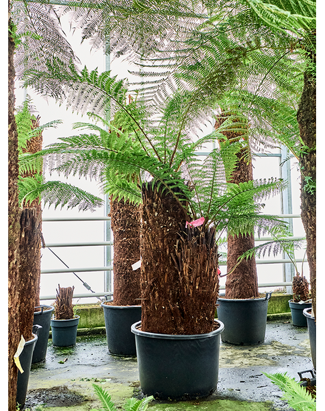Dicksonia