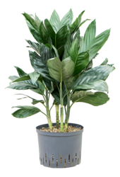 Hydroplant Chamaedorea Metallica