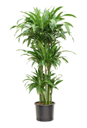 Roślina hydroponiczna Dracaena Fragrans Arturo