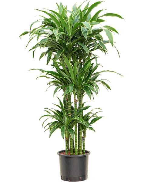 Roślina hydroponiczna Dracaena
