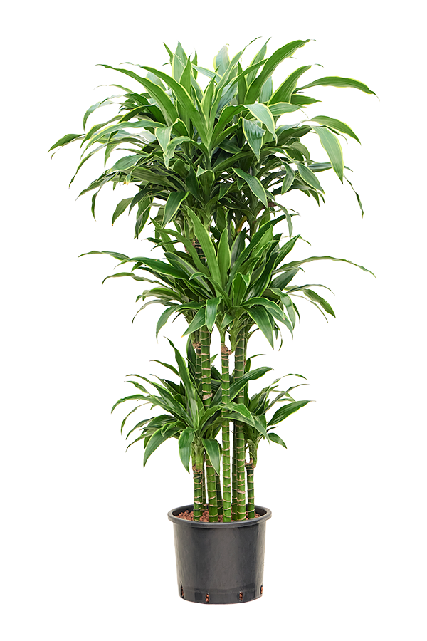 Roślina hydroponiczna Dracaena Fragrans Arturo