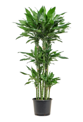 Hydroplant Dracaena Fragrans Burundii