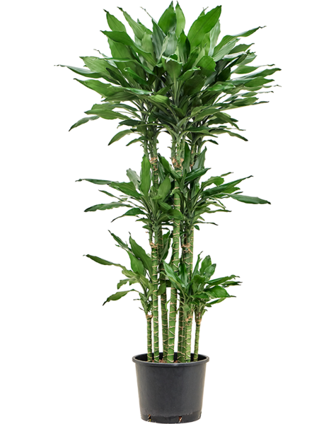Hydroplant Dracaena