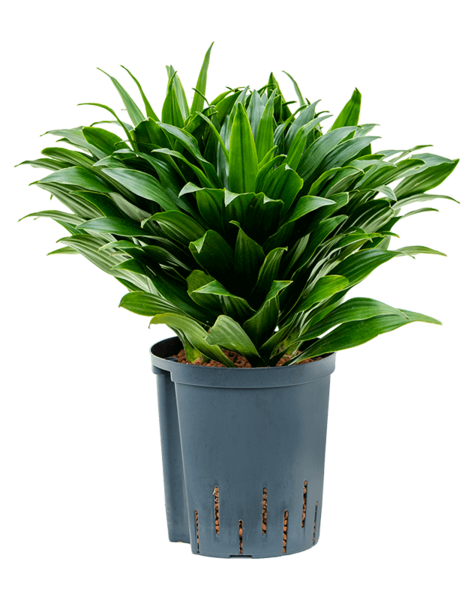 Hydroplant Dracaena
