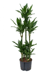Hydroplant Dracaena Fragrans Janet Lind