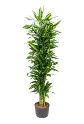 Hydroplant Dracaena Fragrans Cintho