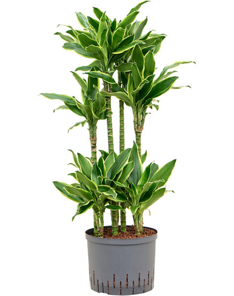 Hydroplant Dracaena