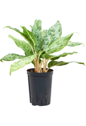 Hydroplant Aglaonema Pavo Real