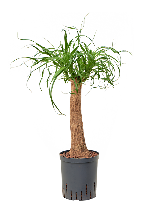 Hydroplant Beaucarnea Recurvata