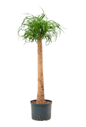 Hydroplant Beaucarnea Recurvata