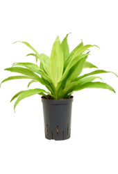 Hydroplant Dracaena Fragrans Limelight