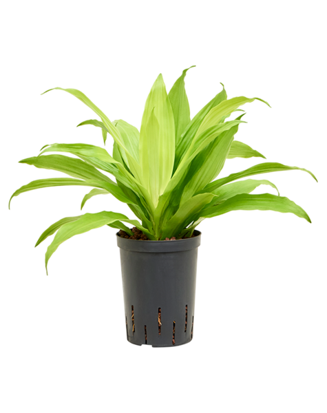 Hydroplant Dracaena
