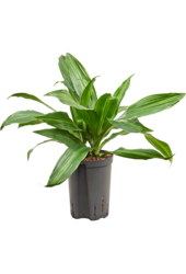 Hydroplant Dracaena Fragrans Rainbow