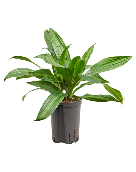 Hydroplant Dracaena