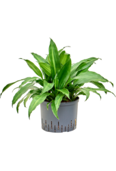 Hydroplant Dracena Fragrans Rainbow