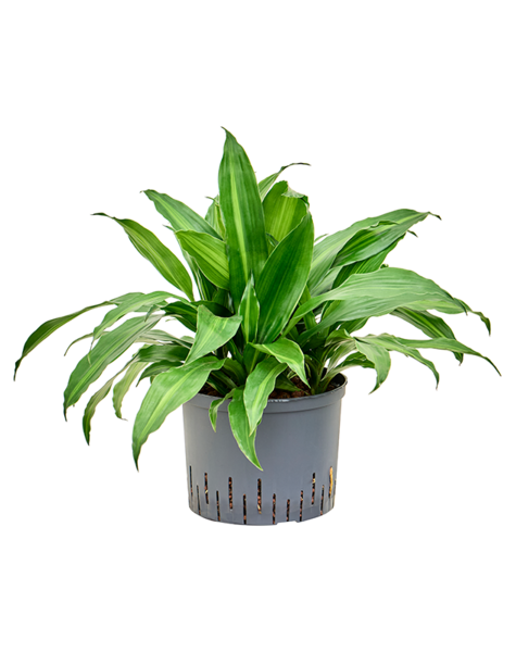 Hydroplant Dracena