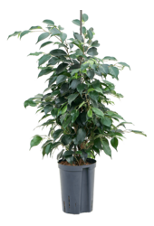 Hydroplant Ficus Benjamina Danielle