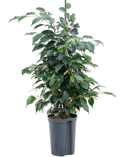 Hydroplant Ficus