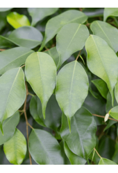 Hydroplant Ficus Benjamina Danielle