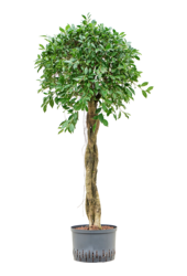Hydroplant Ficus Microcarpa ‘Nitida’
