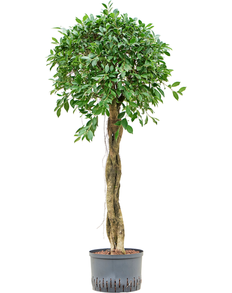 Hydroplant Ficus