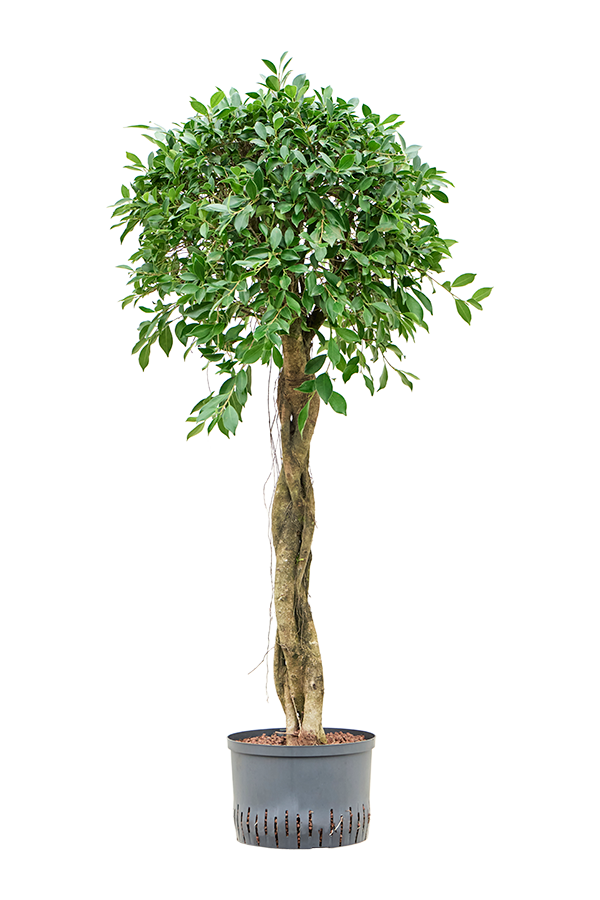 Hydroplant Ficus Microcarpa ‘Nitida’