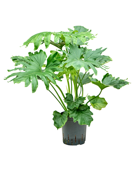 Hydroplant Filodendron
