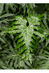 Hydroplant Filodendron Selloum