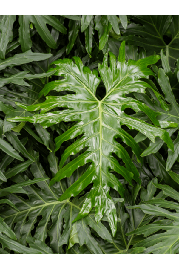 Hydroplant Filodendron Selloum