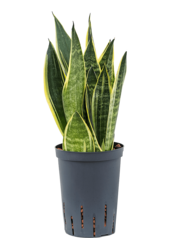 Hydroplant Sansevieria Trifasciata Canary