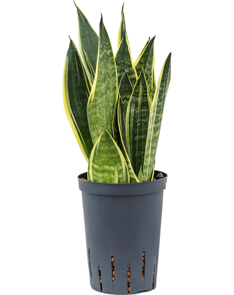 Hydroplant Sansevieria
