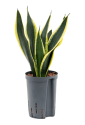 Hydroplant Sansevieria Trifasciata Super Flame