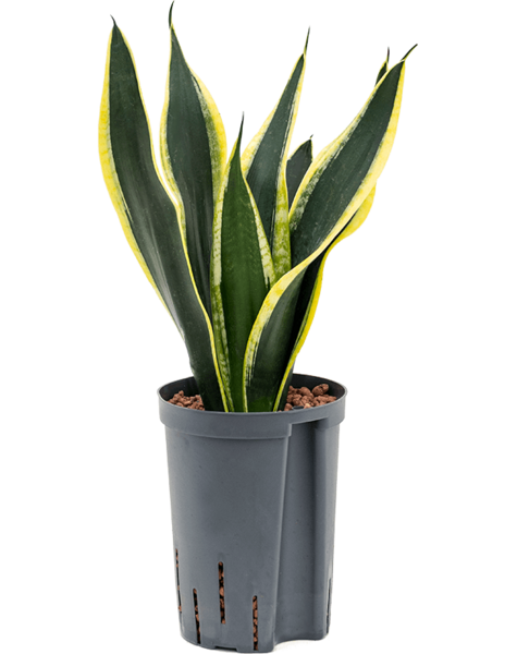 Hydroplant Sansevieria