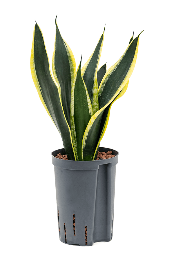 Hydroplant Sansevieria Trifasciata Super Flame