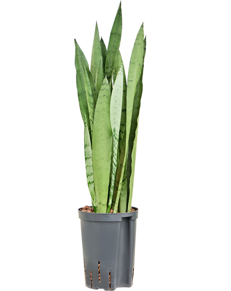 Hydroplant Sansevieria