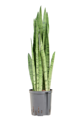 Hydroplant Sansevieria Trifasciata Silver Mist