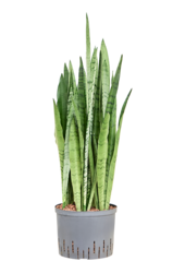 Hydroplant Sansevieria Trifasciata Silver Mist