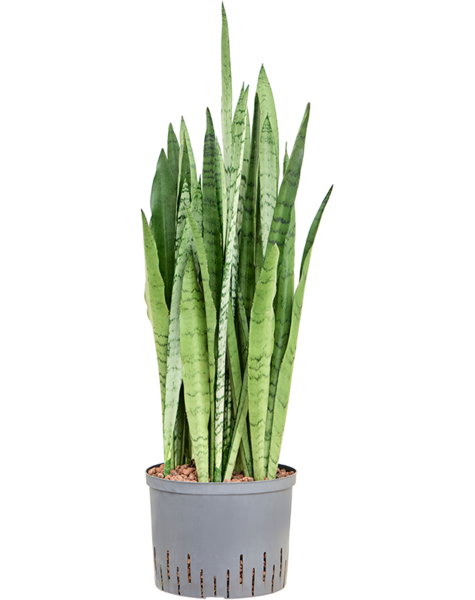Hydroplant Sansevieria