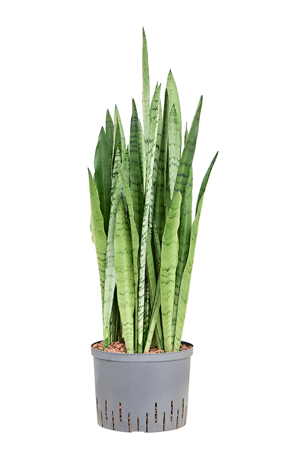 Hydroplant Sansevieria Trifasciata Silver Mist