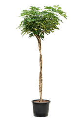 Hydroplant Schefflera Arboricola Gold Capella