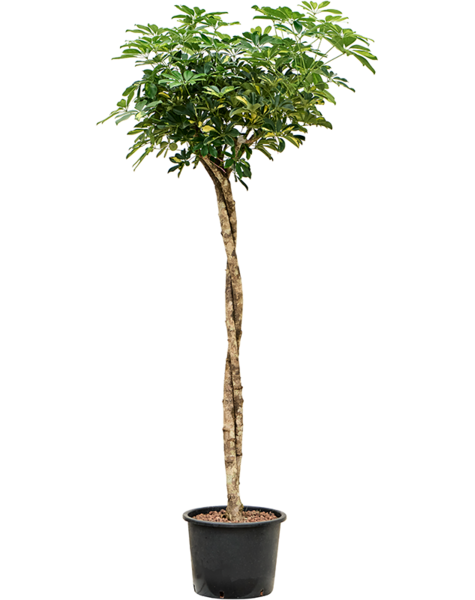 Hydroplant Schefflera