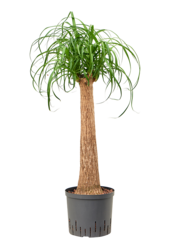 Hydroplant Beaucarnea Recurvata