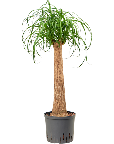 Hydroplant Beaucarnea