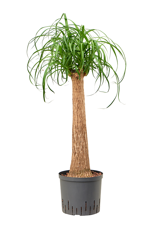 Hydroplant Beaucarnea Recurvata