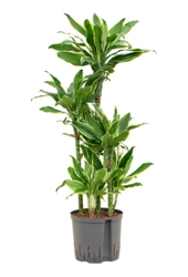 Hydroplant Dracaena Fragrans Golden Coast