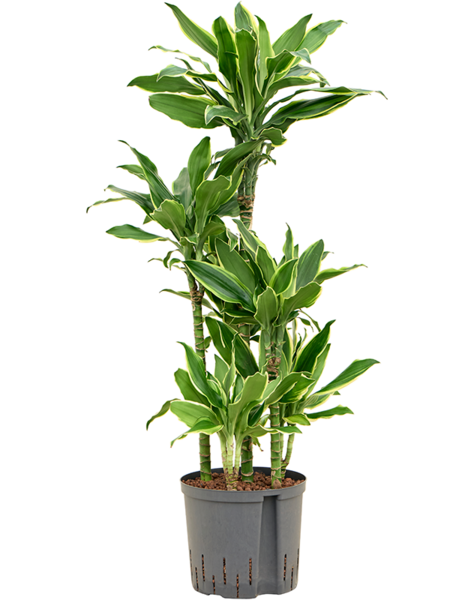 Hydroplant Dracaena