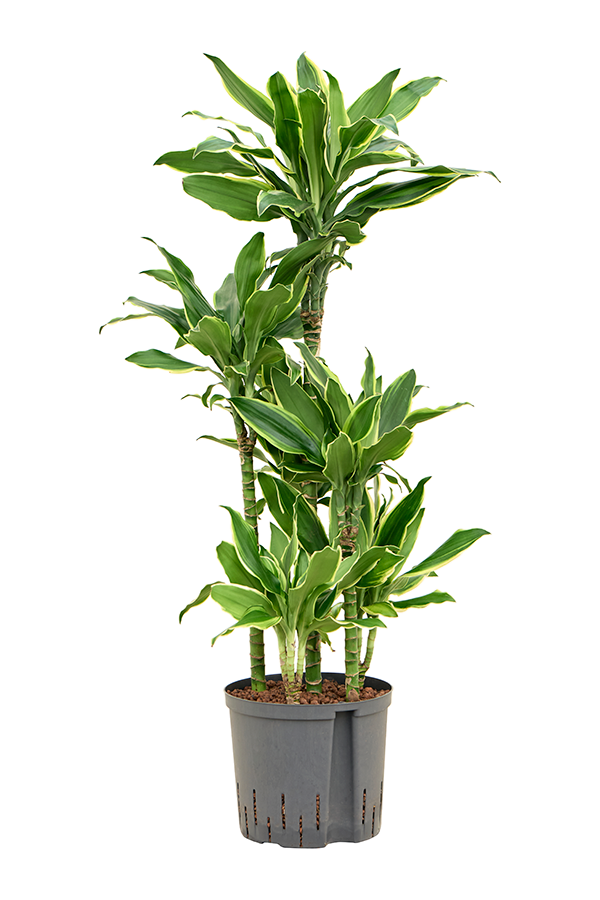 Hydroplant Dracaena Fragrans Golden Coast