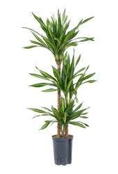Hydroplant Dracaena Fragrans Riki