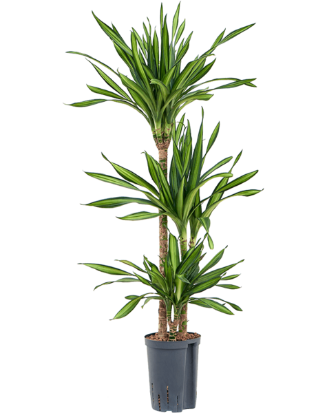 Hydroplant Dracaena