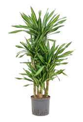 Hydroplant Dracaena Fragrans Riki